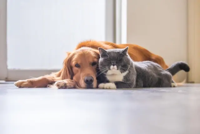 Hund und Katze sind die beliebtesten Haustiere