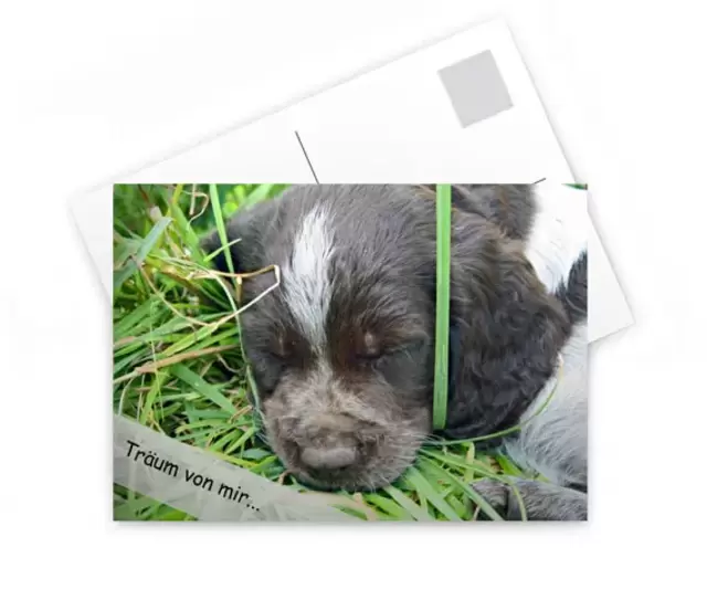 Fotopostkarten ganz einfach selbst gestalten