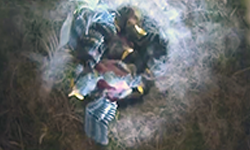 Mai 2025 - Junge Blaumeisen im Nistkasten im eigenen Garten beobachten