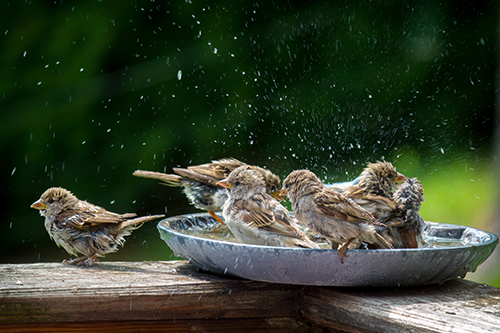 Spatzen an Wasserstelle im Garten