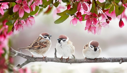 Weltspatzentag: Warum der kleine Spatz ganz groß ist 