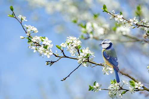 Singvögel im Garten beobachten – Frühlingsmomente bewusst erleben