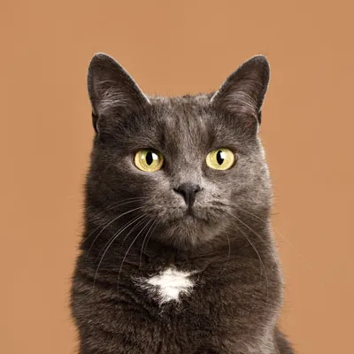 Katzenporträts für einen Wandkalender
