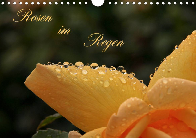 Rosen im Regen - A4 - 2025