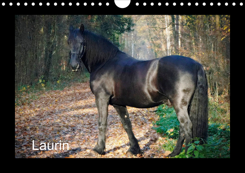 Laurin - der Friese - A4 - 2025