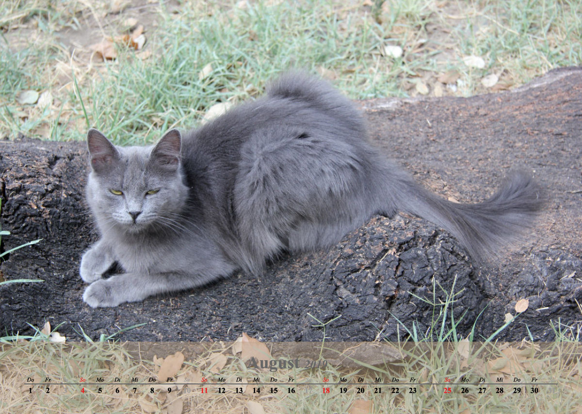 Estepona-Katzen beige A3