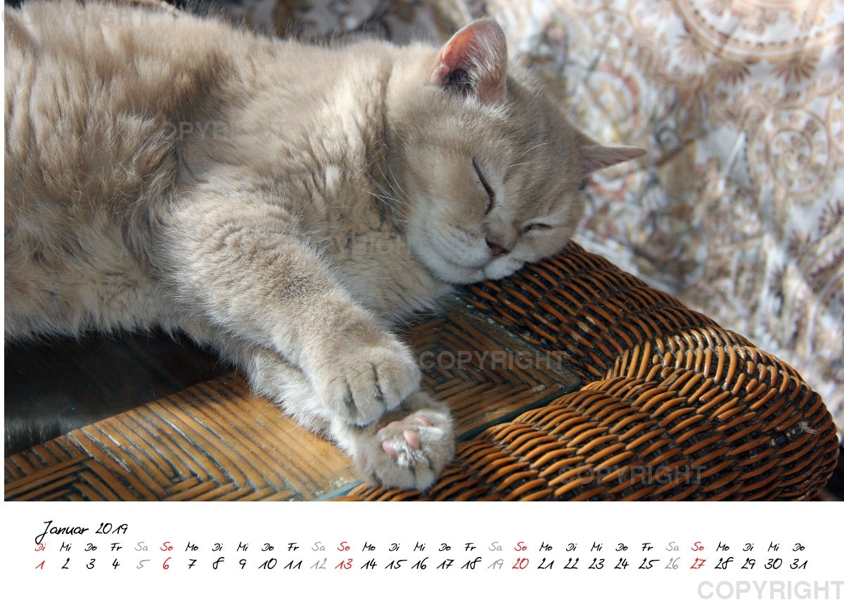 Estepona-Katzen white A5