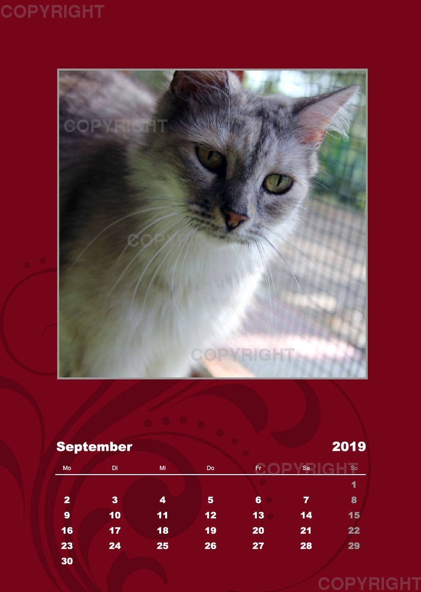 Estepona-Katzen red A3 hoch