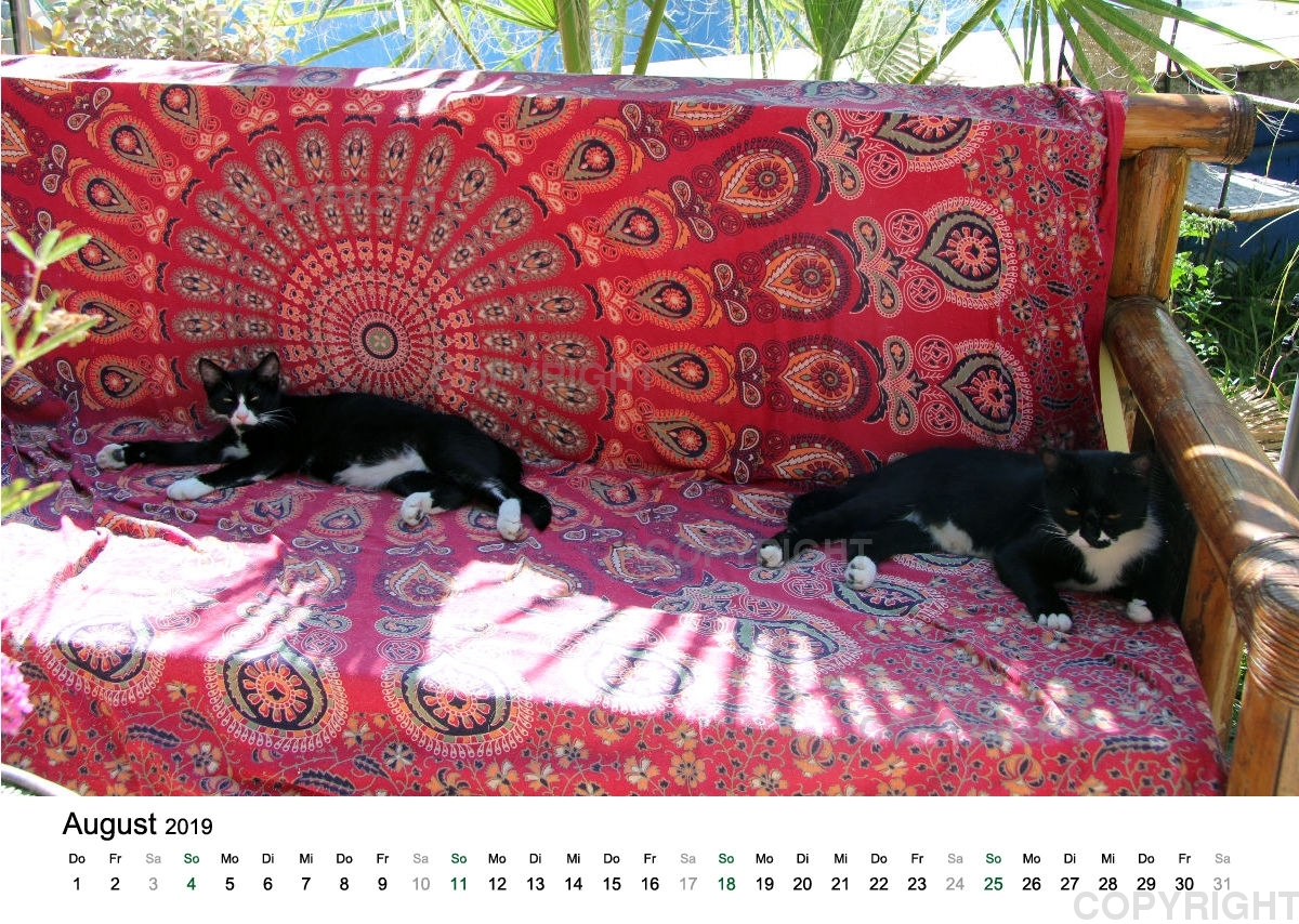 Estepona-Katzen white A3