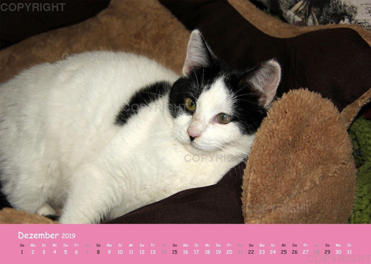 Estepona-Katzen Pink-Times A3