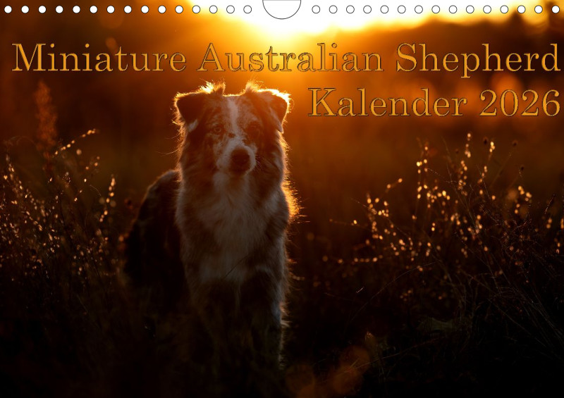 Miniature Australian Shepherd 2026 A4