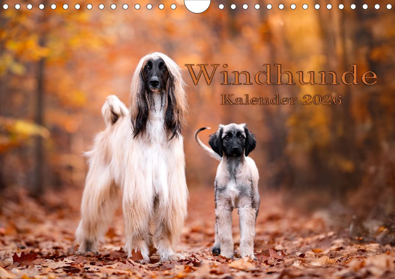 Windhunde Kalender 2026 A4