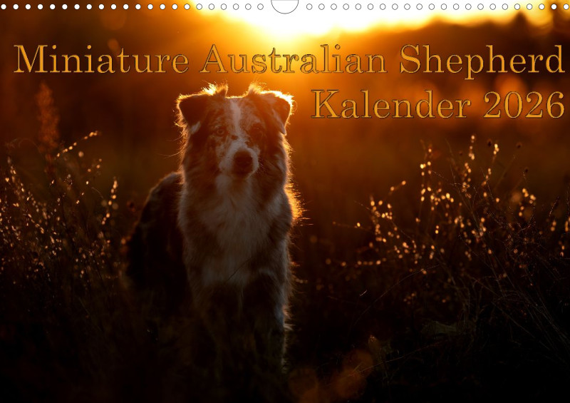 Miniature Australian Shepherd Kalender 2026 A3