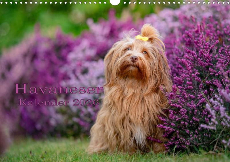 Havaneser Kalender 2026 A3