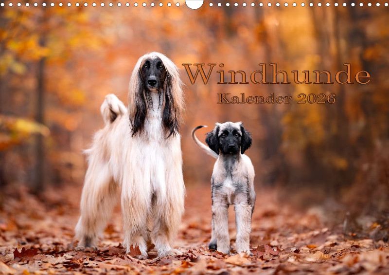 Windhunde Kalender 2026 A3