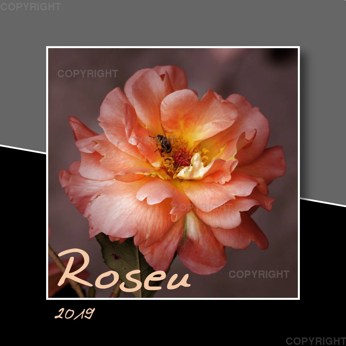 Rosen