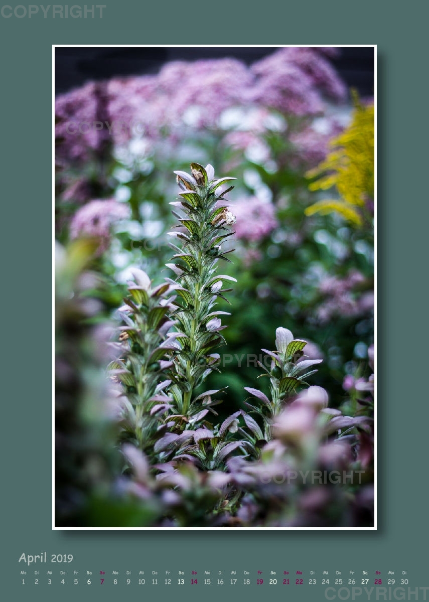 Fotokalender / Gartenzauber, 2019