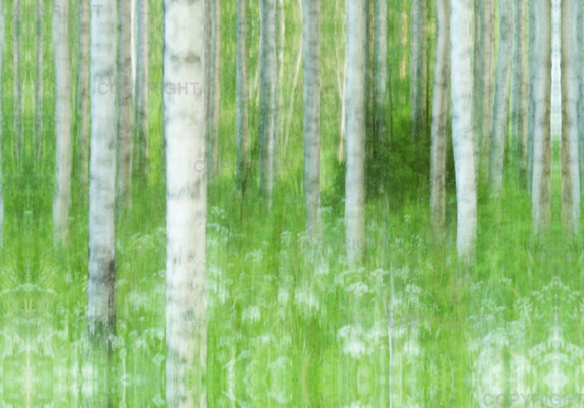 Foto-Leinwand / Birkenwald