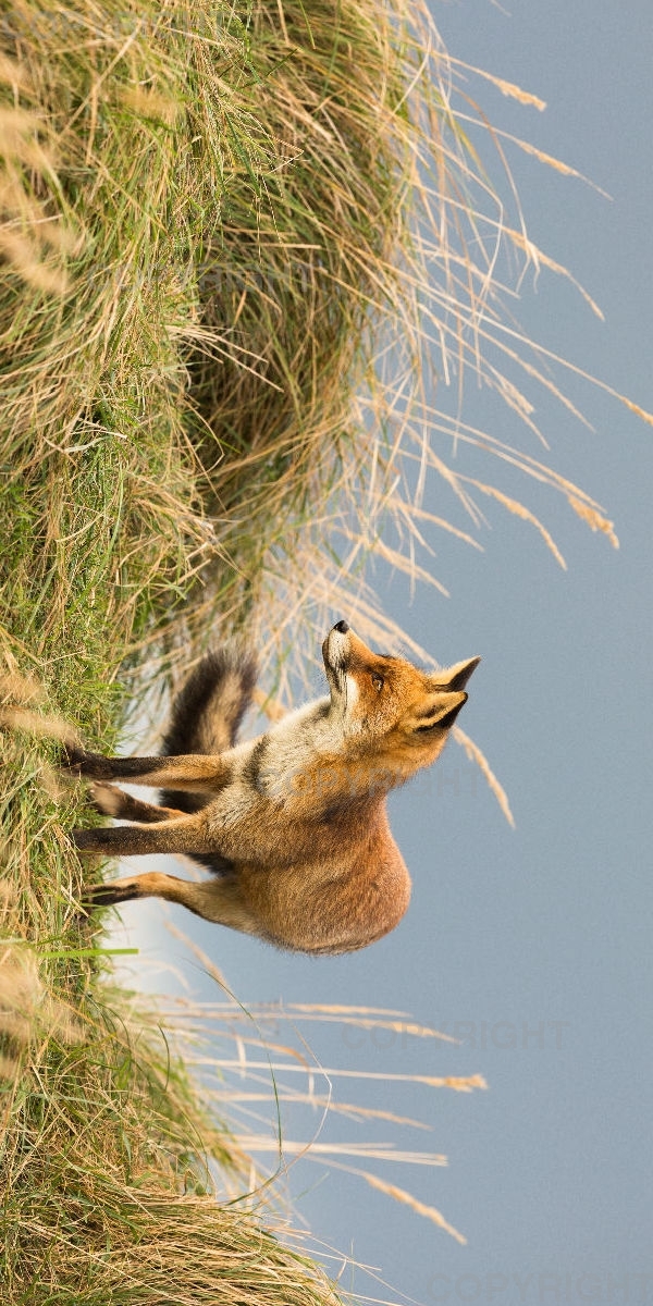 Duschtuch/ Rotfuchs