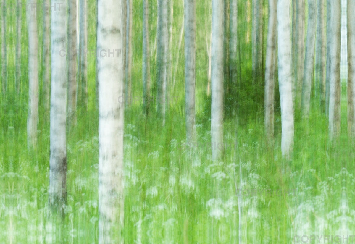 Foto-Leinwand / Birkenwald