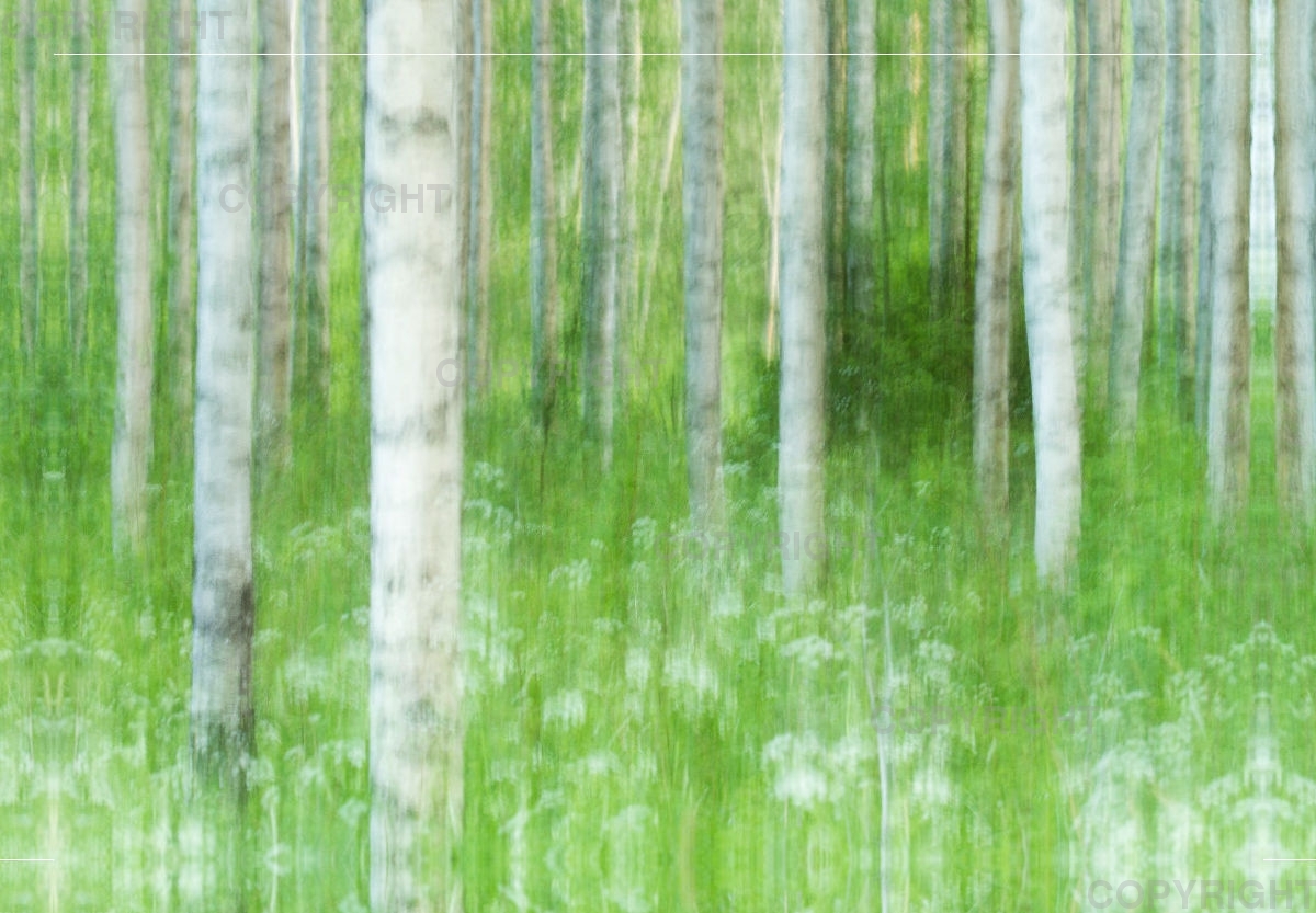 Foto-Leinwand / Birkenwald