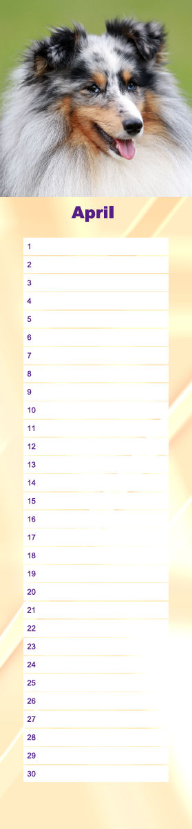 Geburtstagskalender Sheltie