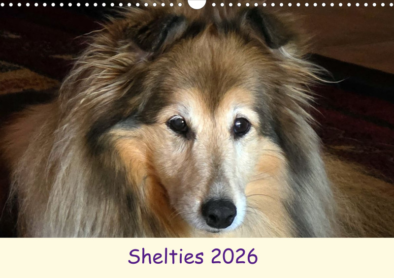 Shelties 2026