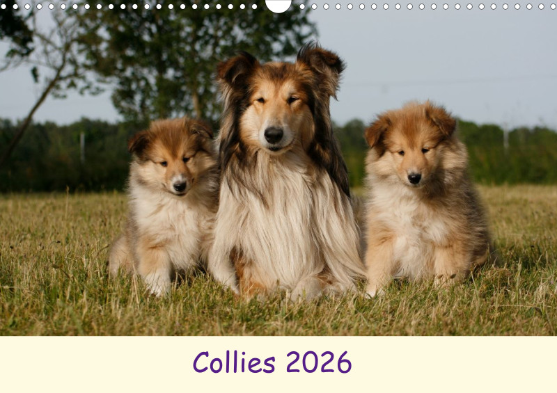 Collies 2026