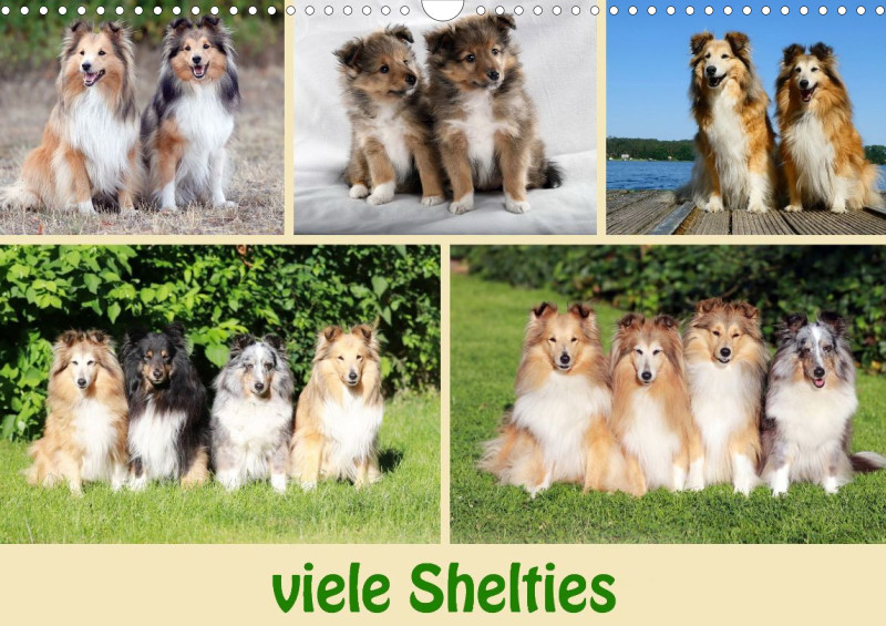 viele Shelties