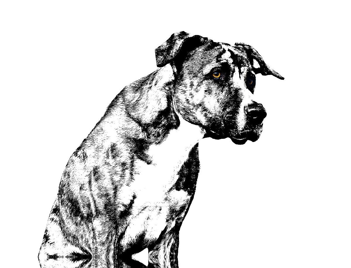 Dogge Boxer - SchwarzWeiß