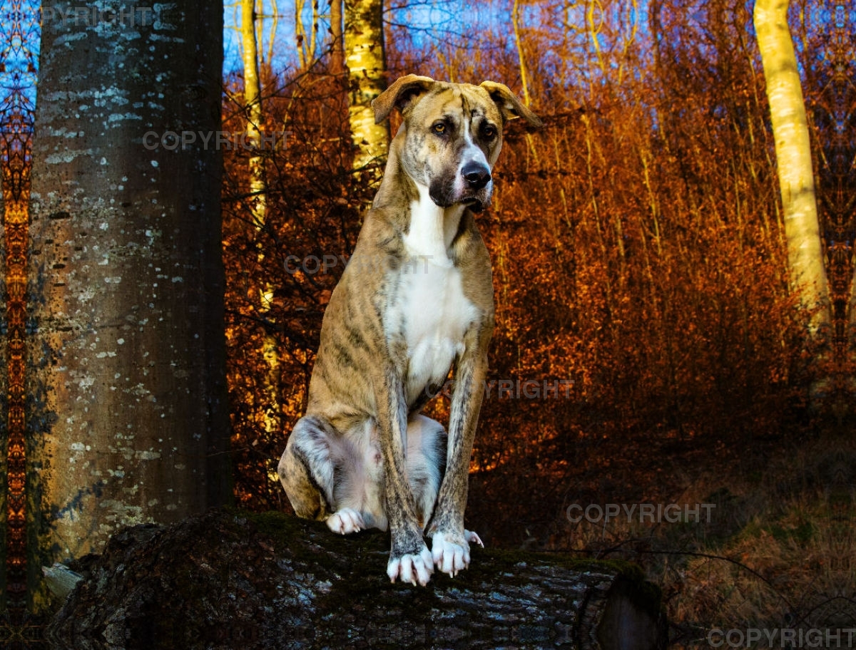 Dogge Boxer