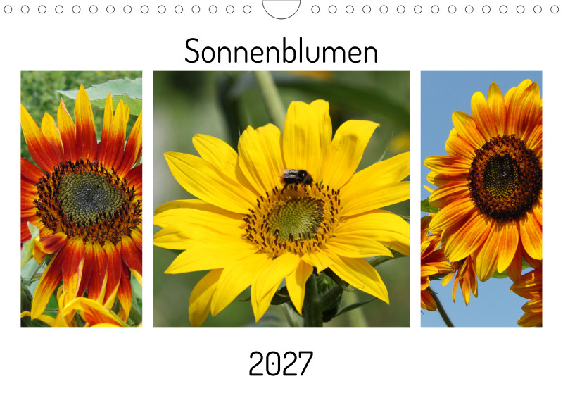 Sonnenblumen 
