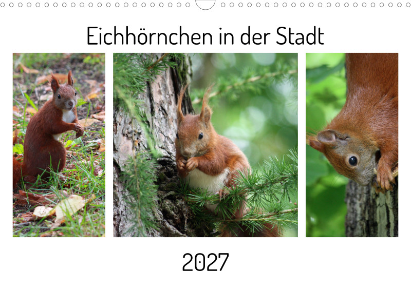 Eichhörnchen in der Stadt