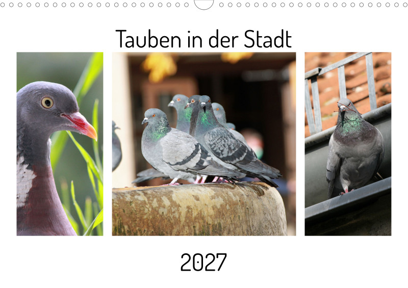Tauben in der Stadt 