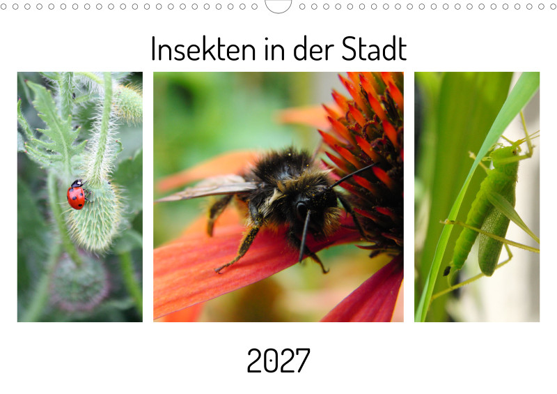 Insekten in der Stadt
