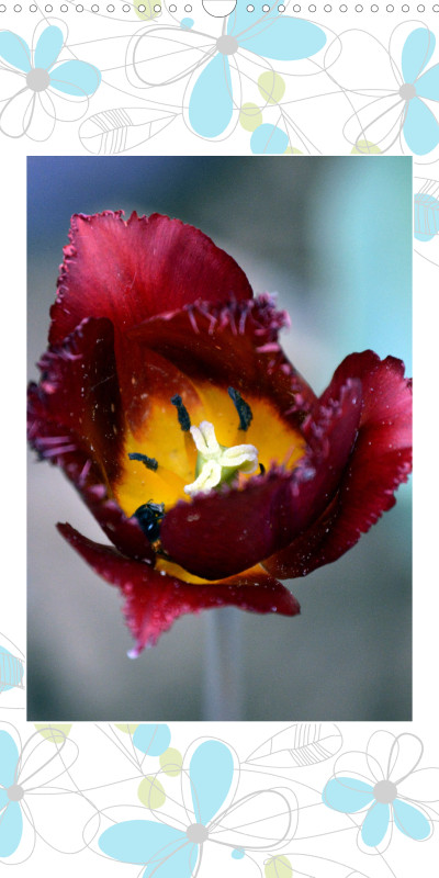 Family Planer / Tulpen