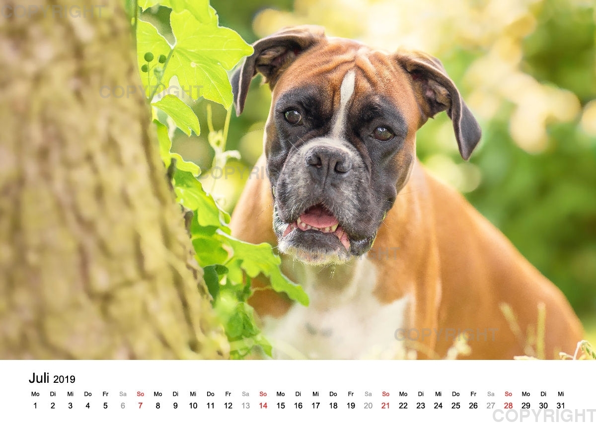 Fotokalender 2018 / Paula und Co