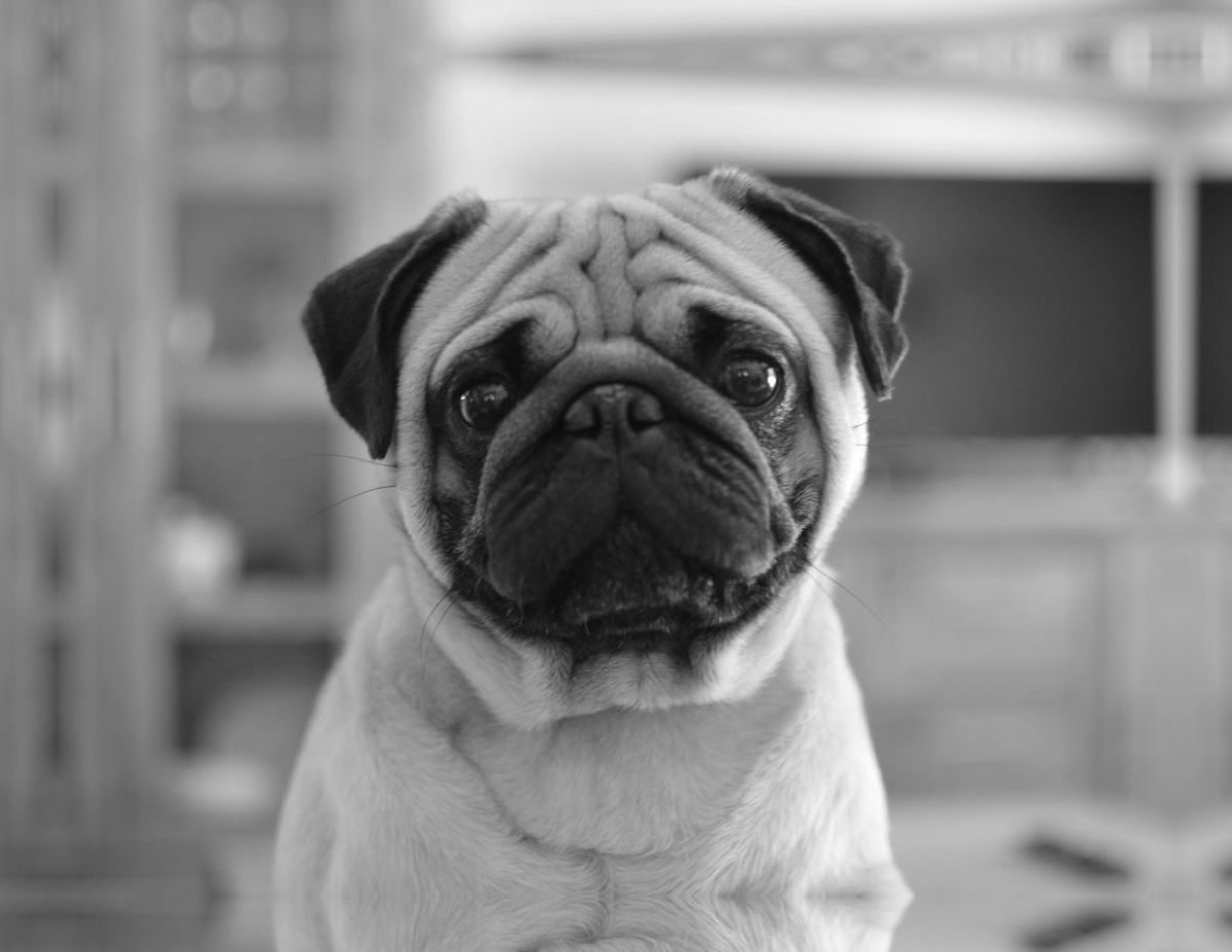Ein Mops