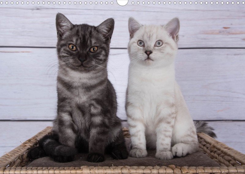 Katzen 2022