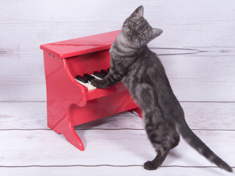 Katze am Klavier