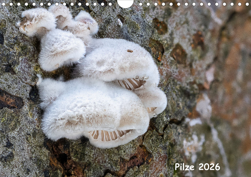 Pilze