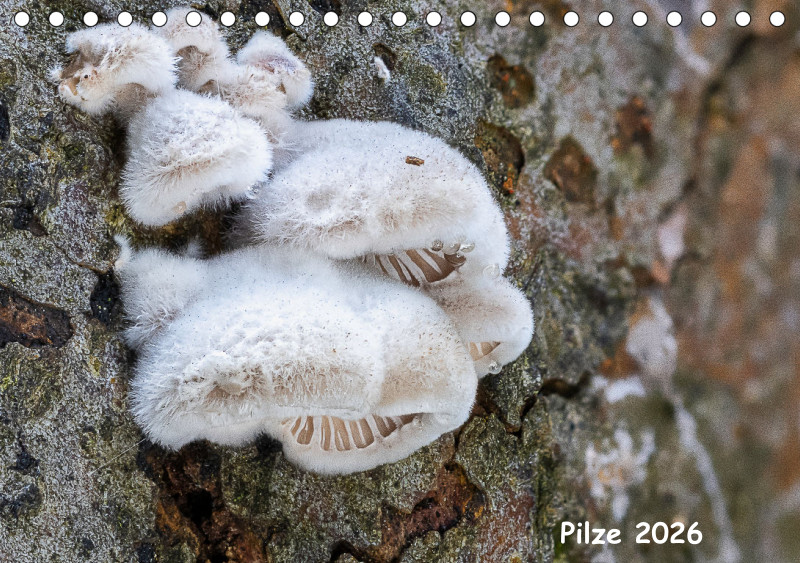 Pilze