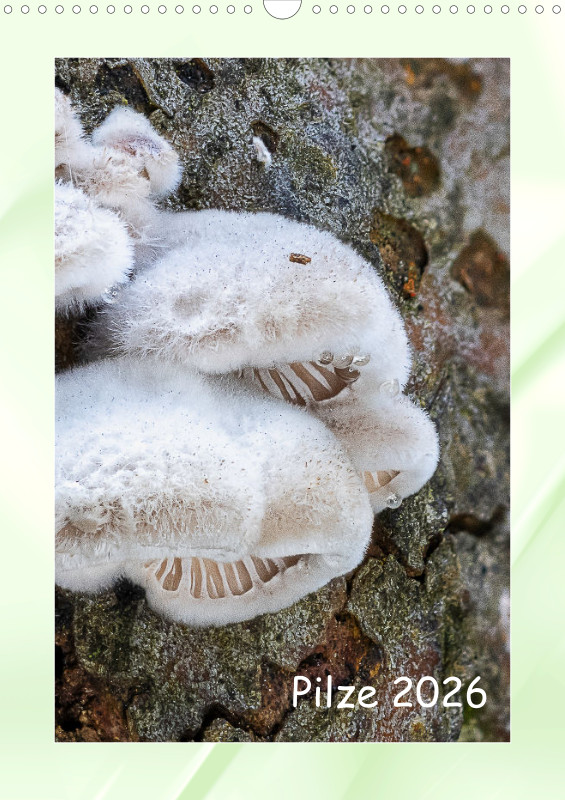 Pilze Familienkalender