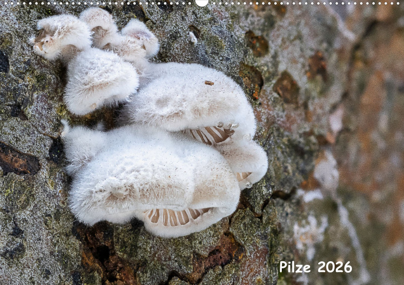 Pilze