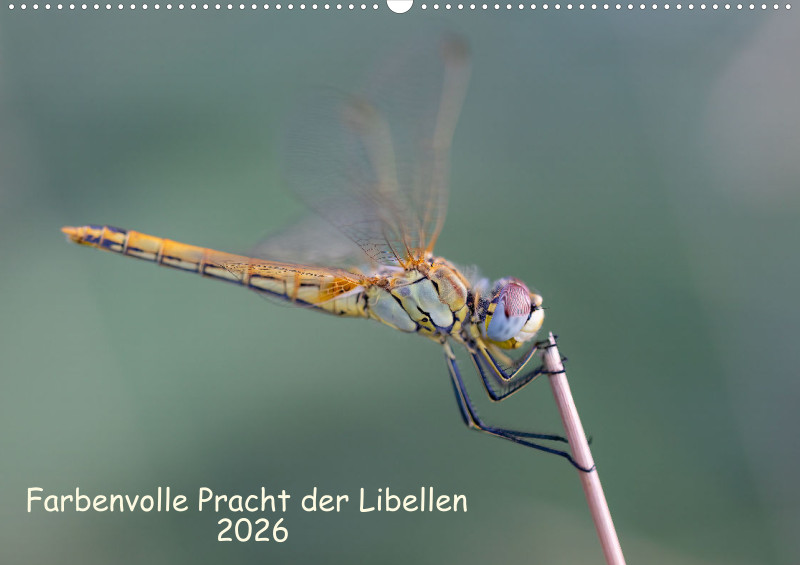 Libellen