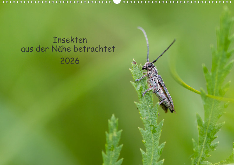 Insekten