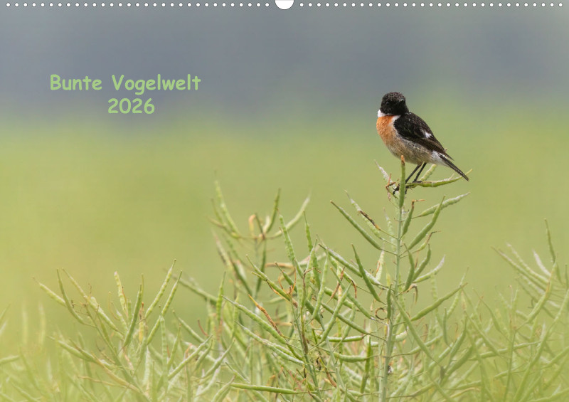 Vögel I