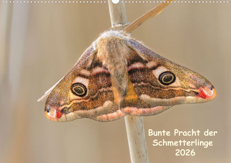 Schmetterlinge