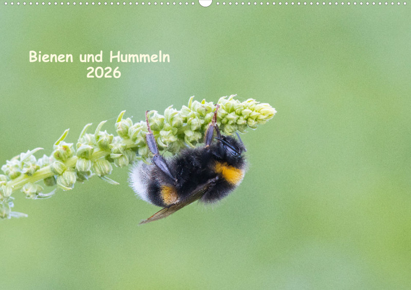 Bienen/Hummeln