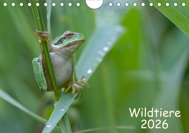 Wildtiere